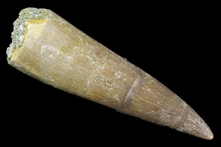Fossil Plesiosaur (Zarafasaura) Tooth - Morocco #107722